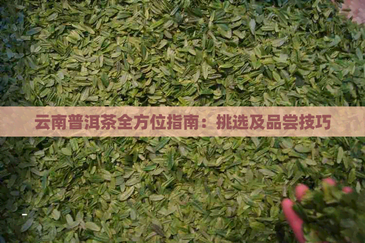 云南普洱茶全方位指南：挑选及品尝技巧