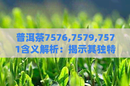 普洱茶7576,7579,7571含义解析：揭示其独特品质与价值