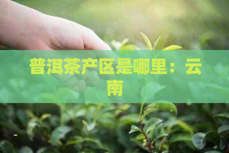 普洱茶产区是哪里：云南