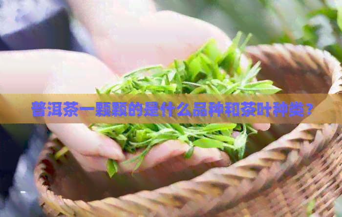 普洱茶一颗颗的是什么品种和茶叶种类？