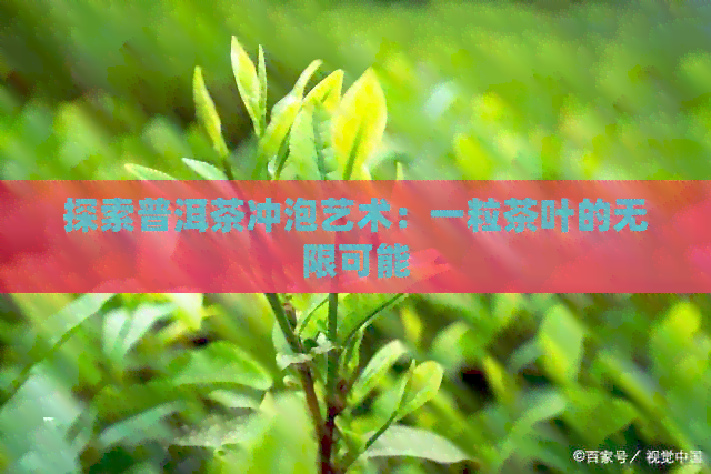 探索普洱茶冲泡艺术：一粒茶叶的无限可能