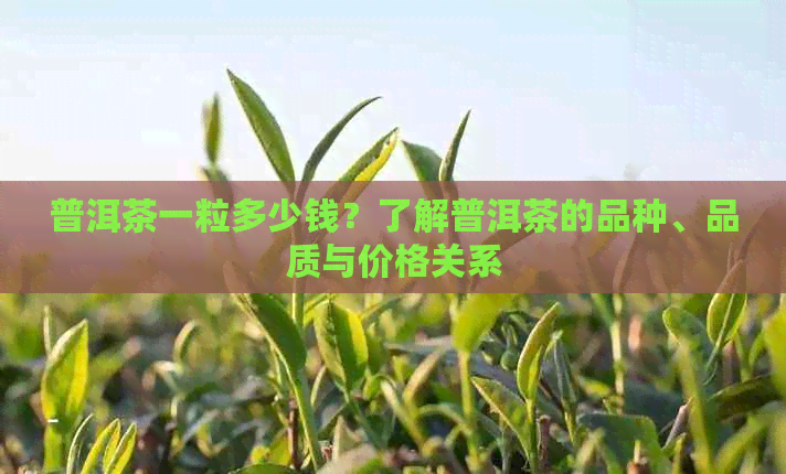 普洱茶一粒多少钱？了解普洱茶的品种、品质与价格关系