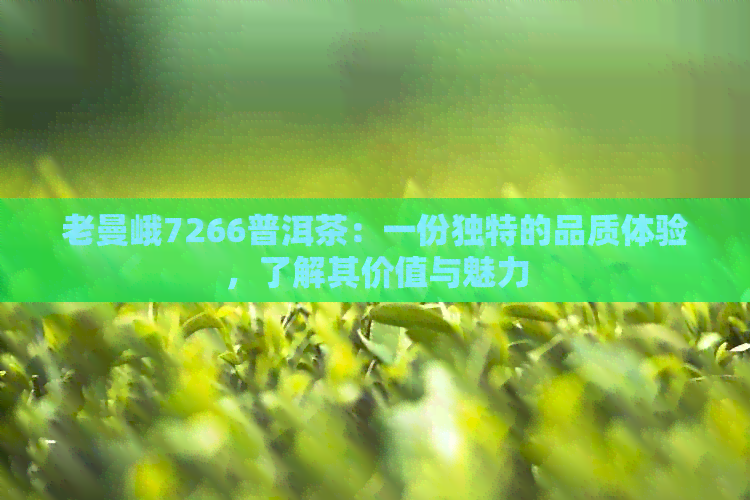 老曼峨7266普洱茶：一份独特的品质体验，了解其价值与魅力