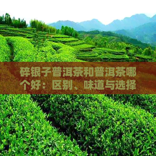 碎银子普洱茶和普洱茶哪个好：区别、味道与选择