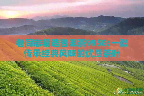 老同志精选普洱茶9958:一款传承经典风味的优质茶叶