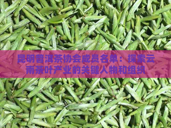 昆明普洱茶协会成员名单：探索云南茶叶产业的关键人物和组织