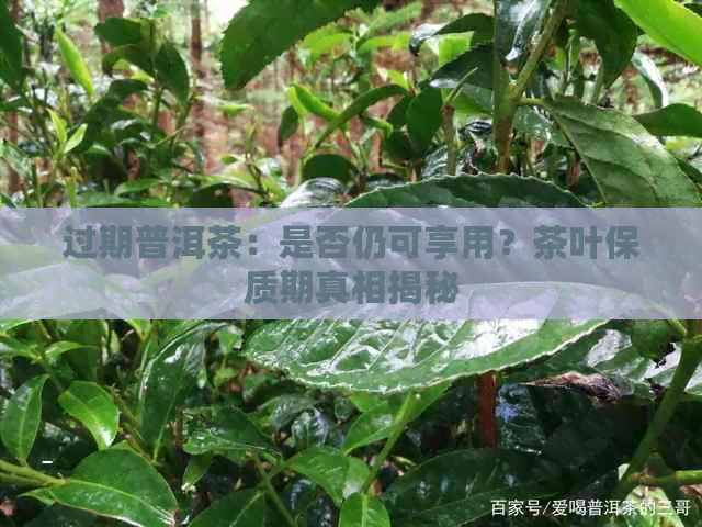 过期普洱茶：是否仍可享用？茶叶保质期真相揭秘