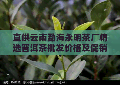 直供云南勐海永明茶厂精选普洱茶批发价格及促销活动