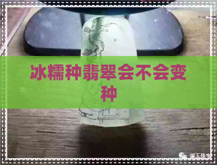 冰糯种翡翠会不会变种