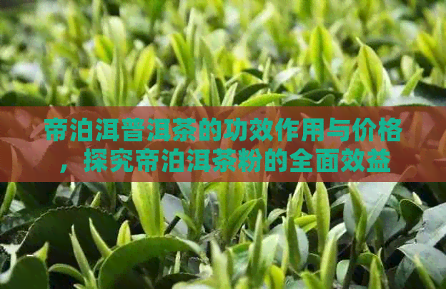 帝泊洱普洱茶的功效作用与价格，探究帝泊洱茶粉的全面效益