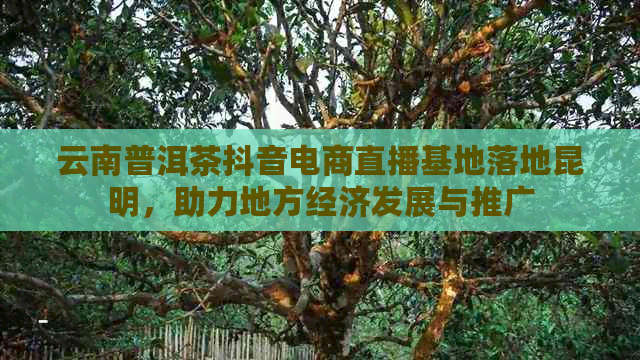 云南普洱茶抖音电商直播基地落地昆明，助力地方经济发展与推广