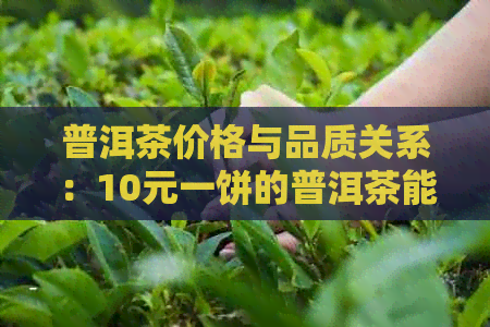 普洱茶价格与品质关系：10元一饼的普洱茶能否确保品质和口感？