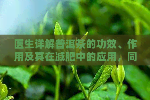 医生详解普洱茶的功效、作用及其在减肥中的应用，同时揭示其禁忌与禁忌症