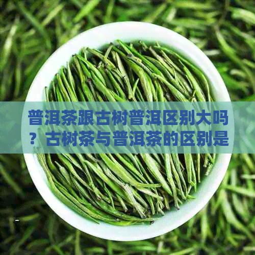 普洱茶跟古树普洱区别大吗？古树茶与普洱茶的区别是什么？