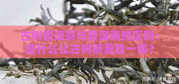 古树普洱茶与普洱茶的区别：是什么让古树茶更胜一筹？