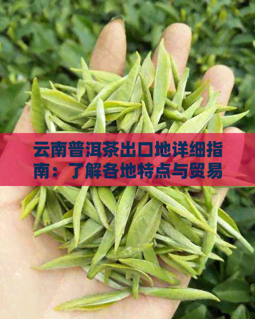 云南普洱茶出口地详细指南：了解各地特点与贸易情况