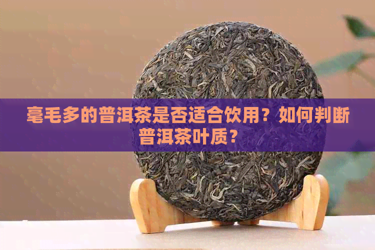 毫毛多的普洱茶是否适合饮用？如何判断普洱茶叶质？