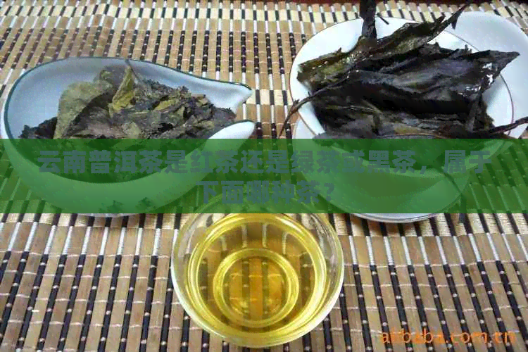 云南普洱茶是红茶还是绿茶或黑茶，属于下面哪种茶？