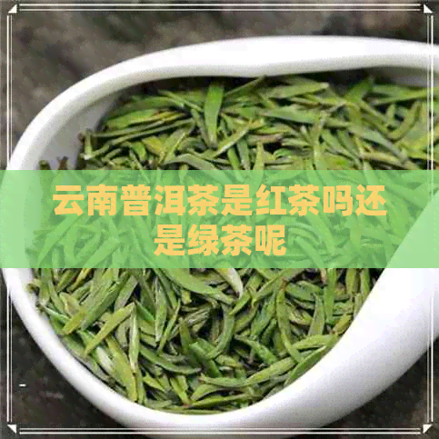 云南普洱茶是红茶吗还是绿茶呢