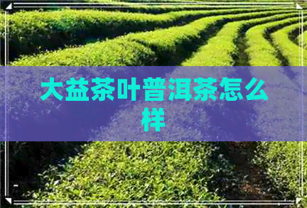 大益茶叶普洱茶怎么样