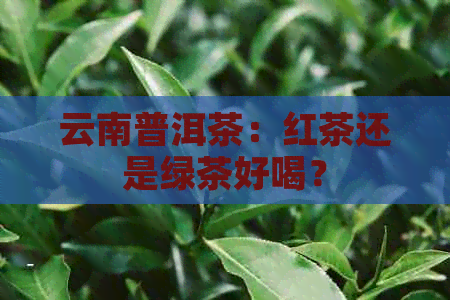 云南普洱茶：红茶还是绿茶好喝？