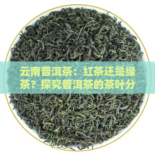 云南普洱茶：红茶还是绿茶？探究普洱茶的茶叶分类与品质