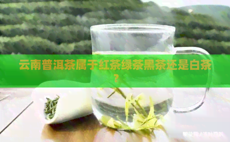 云南普洱茶属于红茶绿茶黑茶还是白茶？