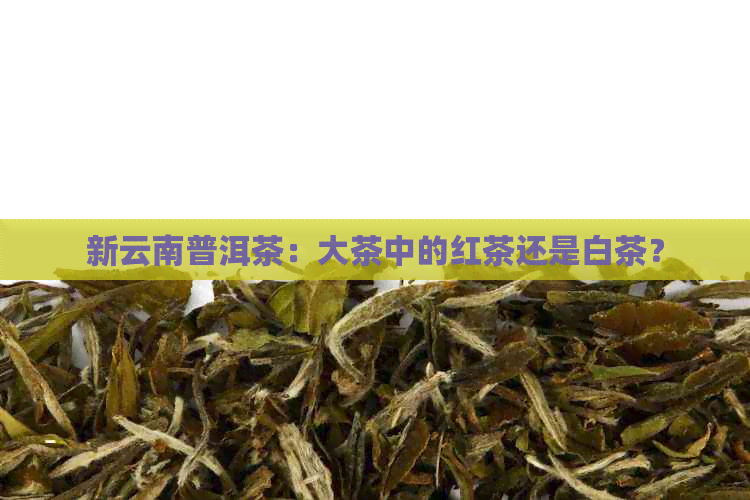 新云南普洱茶：大茶中的红茶还是白茶？