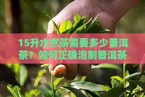 15升水煮茶需要多少普洱茶？如何正确泡制普洱茶以获得口感？