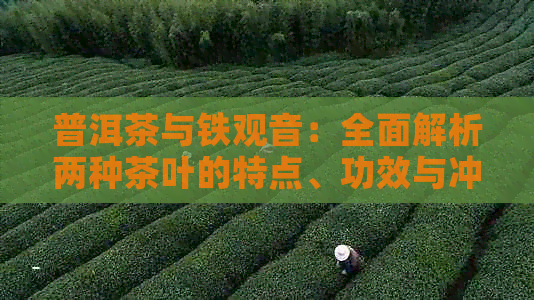 普洱茶与铁观音：全面解析两种茶叶的特点、功效与冲泡方法