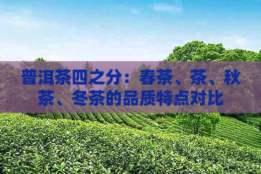 普洱茶四之分：春茶、茶、秋茶、冬茶的品质特点对比