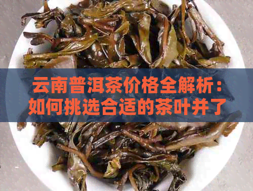 云南普洱茶价格全解析：如何挑选合适的茶叶并了解市场行情？