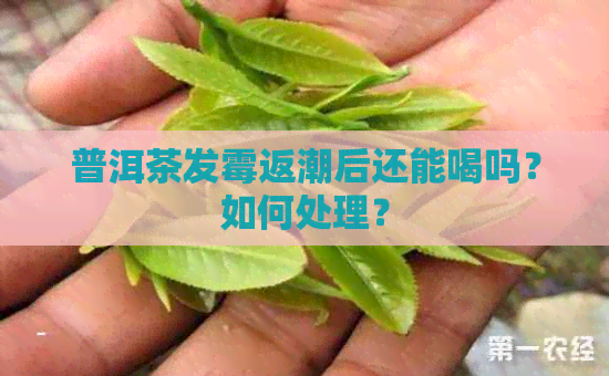 普洱茶发霉返潮后还能喝吗？如何处理？