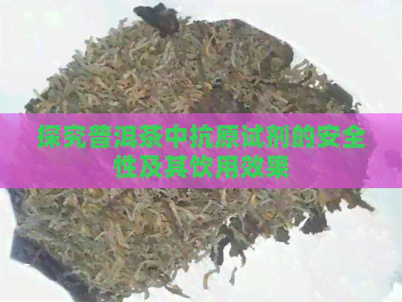 探究普洱茶中抗原试剂的安全性及其饮用效果