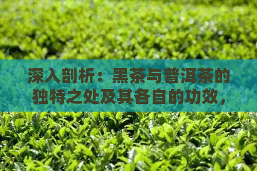 深入剖析：黑茶与普洱茶的独特之处及其各自的功效，究竟哪一种茶更胜一筹？