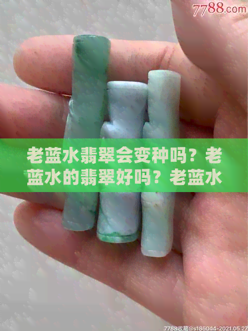 老蓝水翡翠会变种吗？老蓝水的翡翠好吗？老蓝水翡翠戴久了会有什么变化？