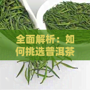 全面解析：如何挑选普洱茶？熟普洱与生普洱的优劣对比及选购技巧