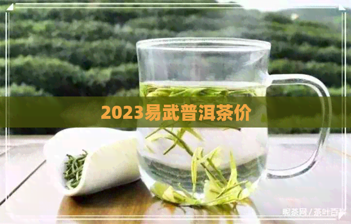 2023易武普洱茶价