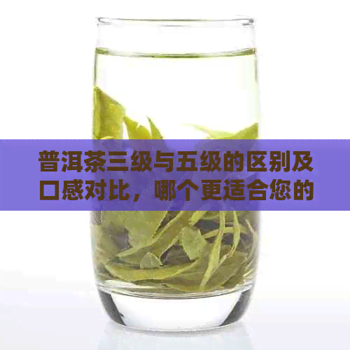 普洱茶三级与五级的区别及口感对比，哪个更适合您的口味？