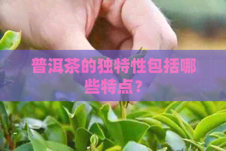 普洱茶的独特性包括哪些特点？