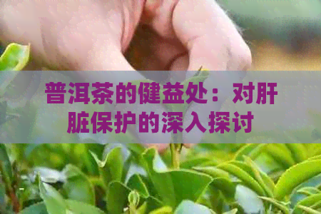 普洱茶的健益处：对肝脏保护的深入探讨