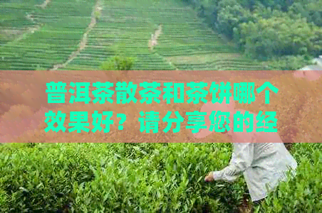 普洱茶散茶和茶饼哪个效果好？请分享您的经验。