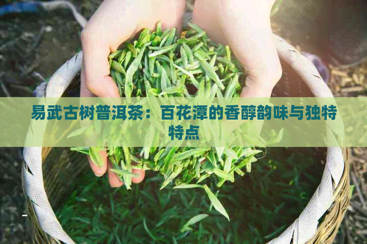 易武古树普洱茶：百花潭的香醇韵味与独特特点