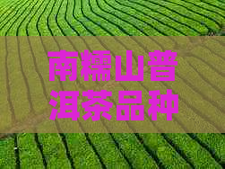 南糯山普洱茶品种详解：探寻最出名的茶叶种类及其特点