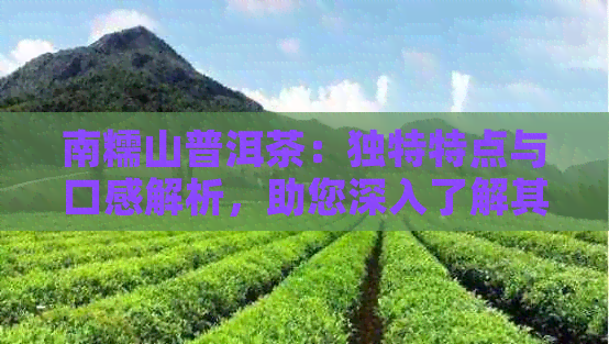 南糯山普洱茶：独特特点与口感解析，助您深入了解其魅力所在