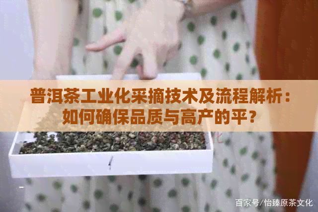 普洱茶工业化采摘技术及流程解析：如何确保品质与高产的平？