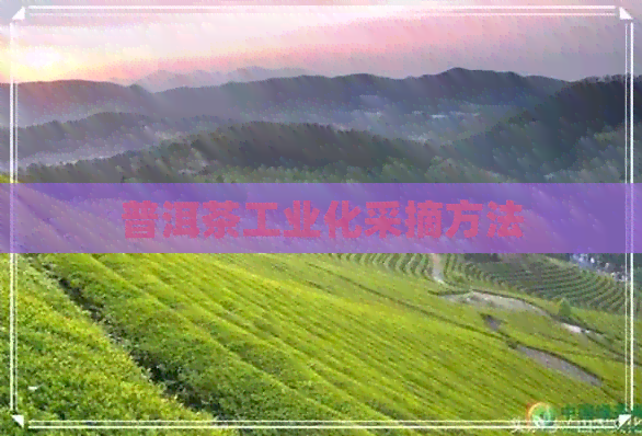 普洱茶工业化采摘方法