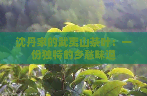 沈丹家的武夷山茶叶：一份独特的乡愁味道