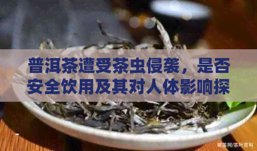 普洱茶遭受茶虫侵袭，是否安全饮用及其对人体影响探讨