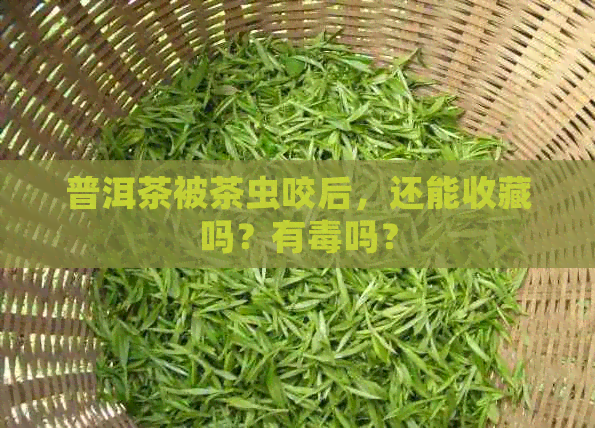 普洱茶被茶虫咬后，还能收藏吗？有吗？